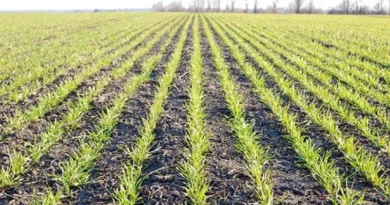 कृषि विशेषज्ञों ने दी सलाह - गेहूं की बुवाई में देरी न करें