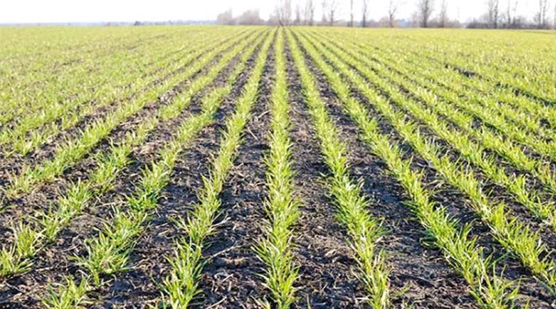 कृषि विशेषज्ञों ने दी सलाह - गेहूं की बुवाई में देरी न करें