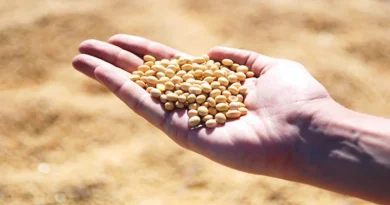 20 नवंबर को सोयाबीन का मॉडल रेट बढ़कर 4267 रु हुआ