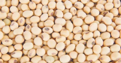 13 नवंबर को सोयाबीन उत्पादन किसानों को मिलेगा ₹1300 का बोनस, मंत्री कंषाना बोले- MP सरकार किसान कल्याण के लिए संकल्पित