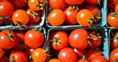 गोल टमाटर की बंपर पैदावार के लिए चुनें Nunhems की ये टॉप-3 किस्में, पाएं सालभर उच्च गुणवत्ता की फसल