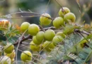 ‘अमृतफल’-आंवला के औषधीय गुण एवं विभिन्न उत्पाद