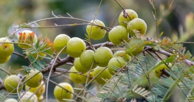 ‘अमृतफल’-आंवला के औषधीय गुण एवं विभिन्न उत्पाद