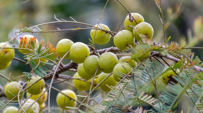 ‘अमृतफल’-आंवला के औषधीय गुण एवं विभिन्न उत्पाद