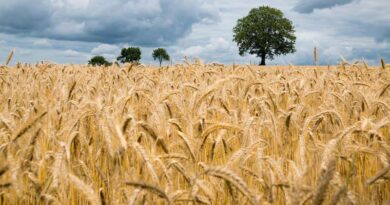 पुसा व्हीट 3271 (Pusa Wheat 3271) (HD 3271) गेहूँ किस्म: बहुत देर से बोई जाने वाली फसल के लिए उपयुक्त