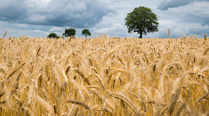 शालीमार गेहूँ 3 (Shalimar Wheat 3) (SKW 356) गेहूँ किस्म: कश्मीर के वर्षा आधारित, पहाड़ी क्षेत्रों के लिए उत्तम