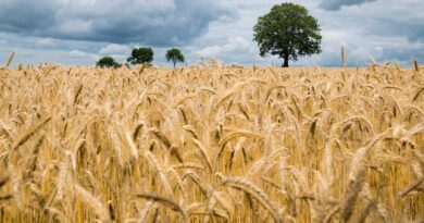 सीजी 1807 (CG 1807) गेहूँ किस्म: छत्तीसगढ़ के सीमांत जलवायु क्षेत्रों के लिए उपयुक्त गेहूँ किस्म