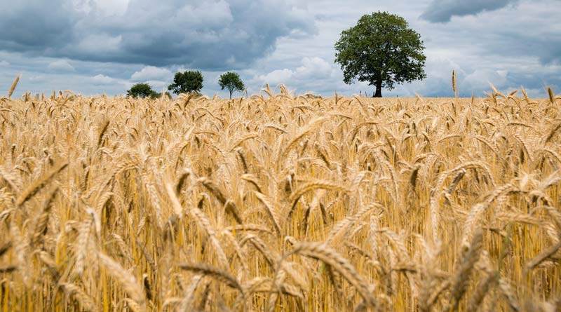 किसान खेतों में लगाएं ये टॉप-5 हाई-यील्ड गेहूँ किस्में, पाएं 70 क्विंटल तक पैदावार