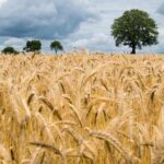 गेहूँ किस्म श्रीराम सुपर 5-SR-05 देगी बंपर उत्पादन, कम लागत में मिलेगी उच्च गुणवत्ता और बेहतर दाने वाली फसल  
