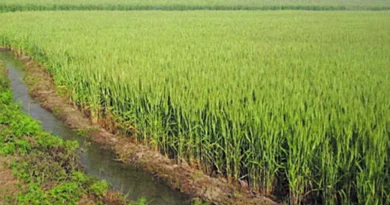 किसान इस आधुनिक तकनीक से करें गेहूं की खेती, बढ़ेगी पैदावार और घटेगा खर्च; कृषि विभाग ने जारी की पूरी गाइड