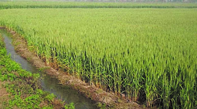 किसान इस आधुनिक तकनीक से करें गेहूं की खेती, बढ़ेगी पैदावार और घटेगा खर्च; कृषि विभाग ने जारी की पूरी गाइड