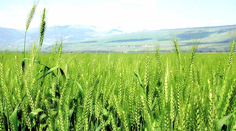 गेहूं की फसल को नष्ट कर सकते हैं ये 5 रोग, किसान समय रहते कर लें बचाव वरना होगा भारी नुकसान