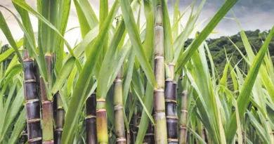 पंजाब के गन्ना किसानों के लिए तोहफा, खरीद मूल्य में 15 रूपए प्रति क्विंटल दर की बढ़ोतरी