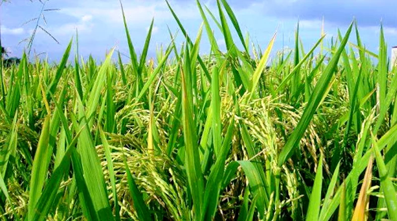 खरीफ 2025-26: सिकमी, बटाईदार व वन पट्टाधारी किसानों का पंजीयन सत्यापन 12 दिसंबर तक पूर्ण करने के निर्देश