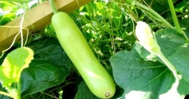 लौकी की पत्तियों पर जाली: जाने समस्या की असली वजह और सही समाधान