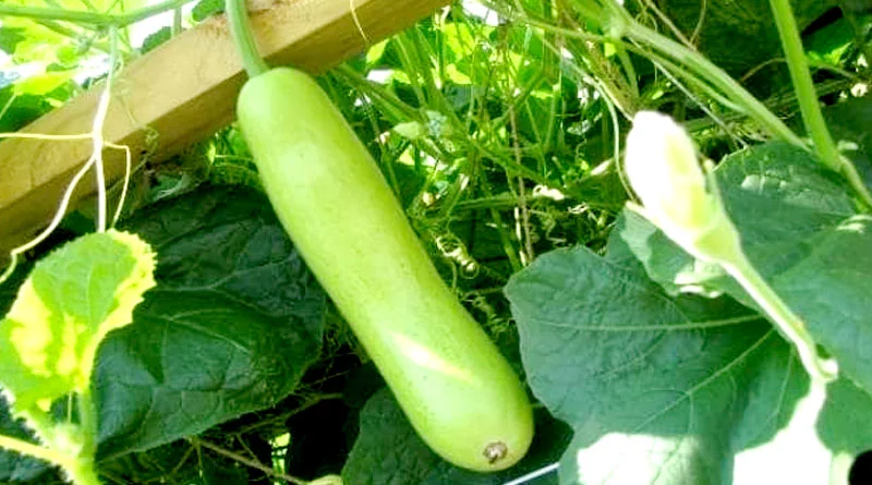 लौकी की पत्तियों पर जाली: जाने समस्या की असली वजह और सही समाधान