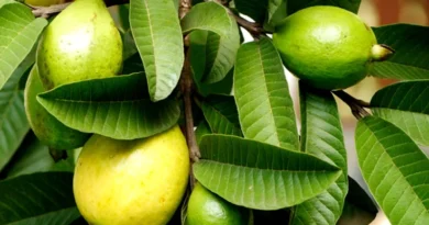 अमरूद की उन्नत किस्में और आधुनिक बाग प्रबंधन: किसानों के लिए पूरी जानकारी