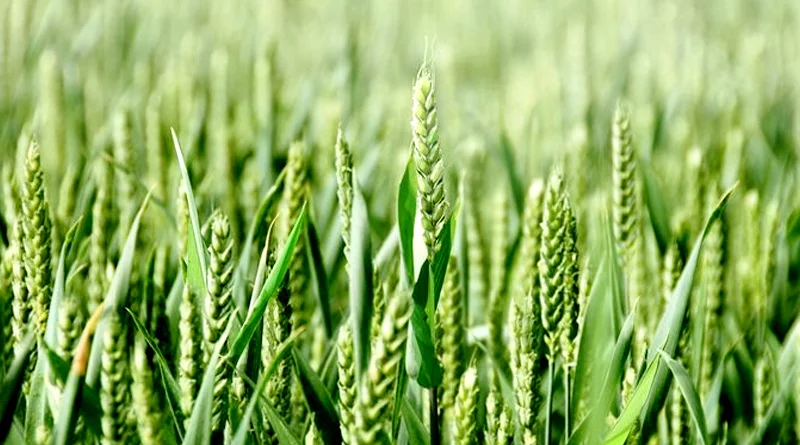 देर से बुवाई के लिए बेस्ट है गेहूं की किस्म HD 3298, कम दिनों में मिलेगा बंपर उत्पादन और गुणवत्तापूर्ण दानें