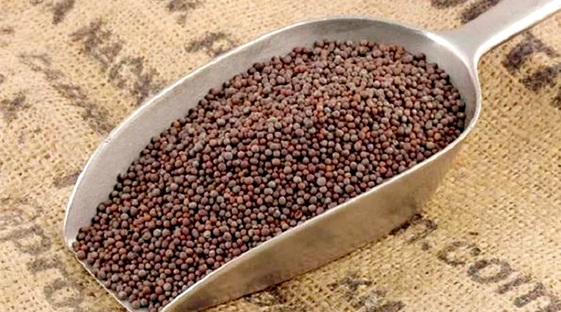 सरसों बीज अमानक पाए जाने पर 7 फर्मों पर लगाया प्रतिबंध