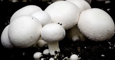 मशरूम की खेती से लखपति बन सकते है किसान, आसान है इसकी खेती