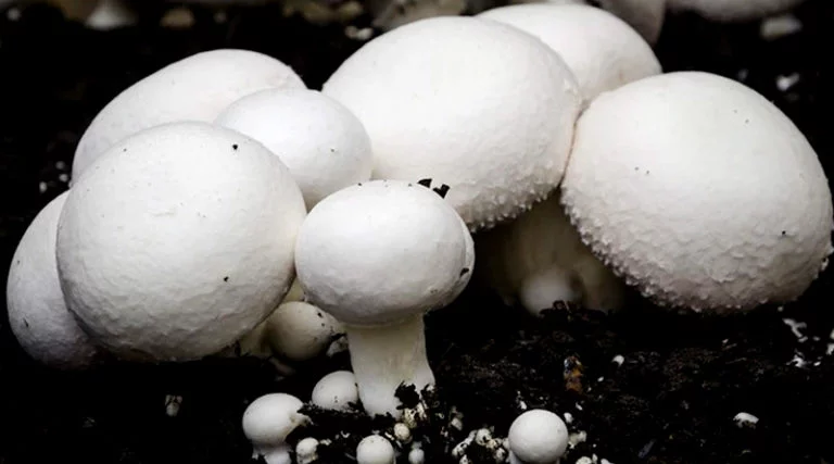 मशरूम की खेती से लखपति बन सकते है किसान, आसान है इसकी खेती