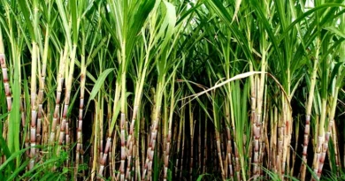 किसान अब गेहूं, गन्ने की खेती के अलावा खजूर की खेती की ओर बढ़ रहे हैं