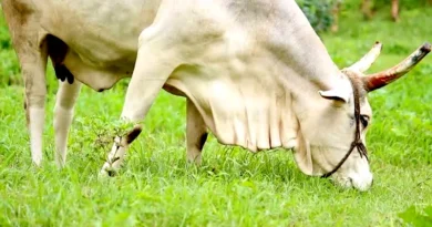  राजस्थान: पशुधन विभाग की समीक्षा बैठक, पशु टीकाकरण, रोग नियंत्रण और सेक्स सॉर्टेड योजना पर विशेष ध्यान