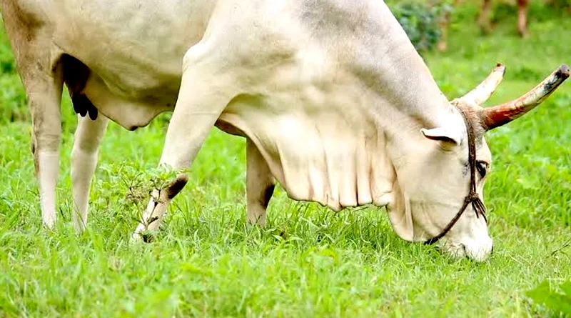 राजस्थान: पशुधन विभाग की समीक्षा बैठक, पशु टीकाकरण, रोग नियंत्रण और सेक्स सॉर्टेड योजना पर विशेष ध्यान