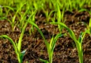 जैव उर्वरकों की प्रयोग विधि: सही तरीका ही दिलाएगा पूरा लाभ