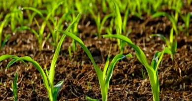 जैव उर्वरकों की प्रयोग विधि: सही तरीका ही दिलाएगा पूरा लाभ