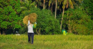 राजस्थान में 80 लाख से ज्यादा किसान फार्मर रजिस्ट्री से जुड़े, अब सीधे मिलेगा सरकारी योजनाओं का लाभ