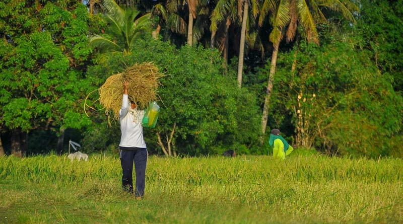 राजस्थान में 80 लाख से ज्यादा किसान फार्मर रजिस्ट्री से जुड़े, अब सीधे मिलेगा सरकारी योजनाओं का लाभ
