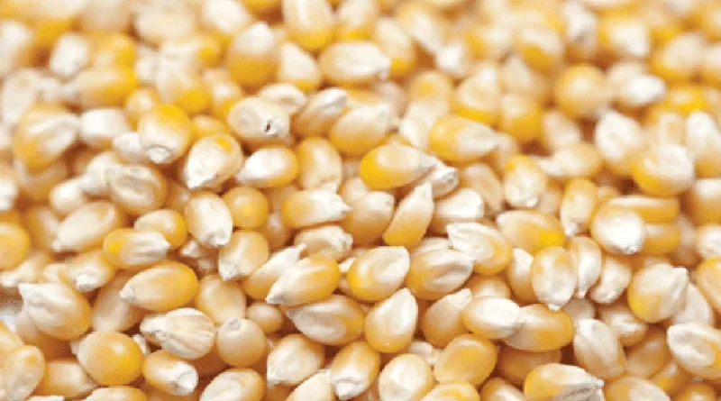 कर्नाटक सरकार ने बढ़ाई मक्का खरीद सीमा, अब 50 क्विंटल तक खरीदी जाएगी, ₹2400/क्विंटल मिलेगा सपोर्ट प्राइस