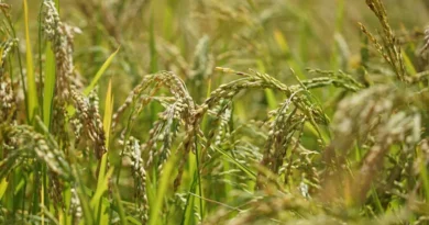 सीहोर में 20 जनवरी तक जारी रहेगा धान उपार्जन, प्रतिदिन स्लॉट बुकिंग सीमा 4 से 10 कराने के लिए आयुक्त को लिखा पत्र