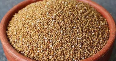 छिंदवाड़ा जिले में कोदो, कुटकी का उपार्जन प्रारंभ