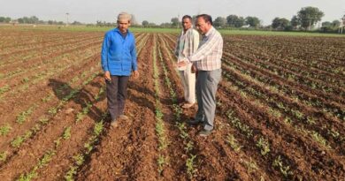 रबी फसलों में कीट-व्याधि की रोकथाम समय पर करें-डॉ.बड़ोदिया