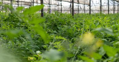 मध्यप्रदेश के उद्यानिकी उत्पादों ने राष्ट्रीय पहचान बनाई, ODOP और GI उत्पादों की प्रदर्शनी में हुआ प्रदर्शन