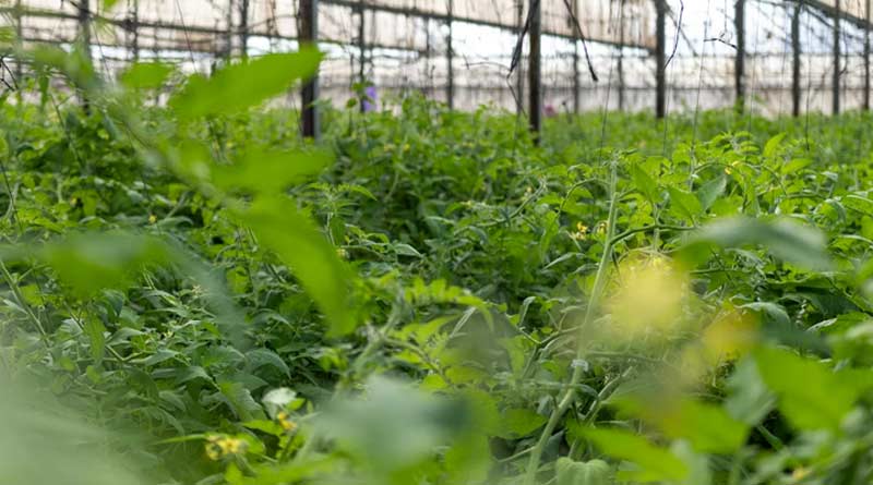 मध्यप्रदेश के उद्यानिकी उत्पादों ने राष्ट्रीय पहचान बनाई, ODOP और GI उत्पादों की प्रदर्शनी में हुआ प्रदर्शन