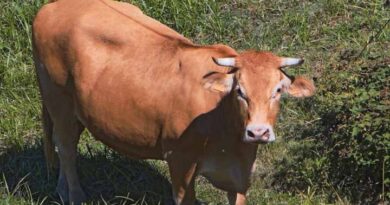 दुग्ध समृद्धि संपर्क अभियान का द्वितीय चरण दिसंबर में आयोजित, मास्टर ट्रेनरों द्वारा किसानों को मिलेगा तकनीकी प्रशिक्षण