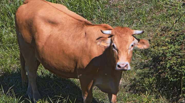 दुग्ध समृद्धि संपर्क अभियान का द्वितीय चरण दिसंबर में आयोजित, मास्टर ट्रेनरों द्वारा किसानों को मिलेगा तकनीकी प्रशिक्षण