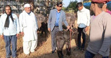 10 हितग्राहियों को वितरित की गई 20 मुर्रा भैंस