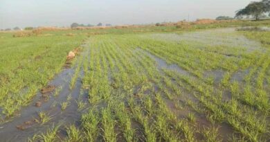 नर्मदा पाइप लाइन फूटने से किसानों की फसलें तबाह