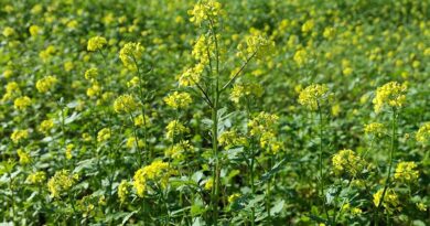 पाला, रोग और कीट प्रबंधन: सरसों की फसल को सुरक्षित रखने की पूरी रणनीति