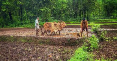 PKVY योजना: सरकार किसानों को प्रति हेक्टेयर दे रही ₹31,500 की मदद, जानें कौन उठा सकता है इसका लाभ PKVY योजना: सरकार किसानों को प्रति हेक्टेयर दे रही ₹31,500 की मदद, जानें कौन उठा सकता है इसका लाभ