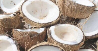 खोपरा किसानों को राहत: 2026 सीजन के लिए MSP में बढ़ोतरी, सीसीईए की मंजूरी