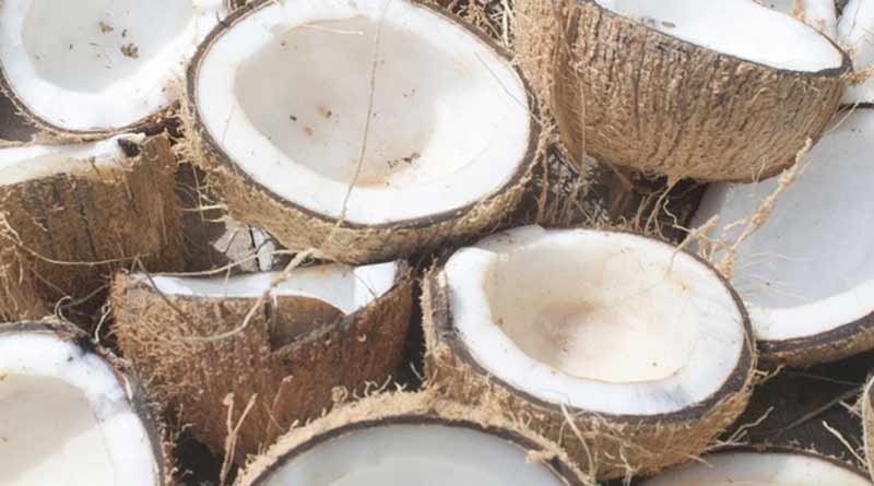 खोपरा किसानों को राहत: 2026 सीजन के लिए MSP में बढ़ोतरी, सीसीईए की मंजूरी