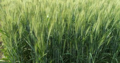 रबी सीजन 2025-26: गेहूं-दाल-तिलहन की बुवाई में रिकॉर्ड बढ़ोतरी, कुल रकबा बढ़कर 580.70 लाख हेक्टेयर के पार  