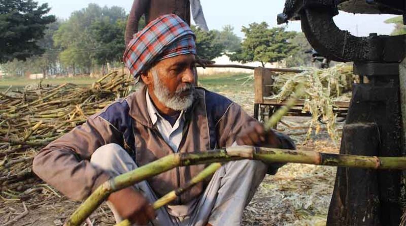 भारतीय चीनी उत्पादन में 28% उछाल, लेकिन गिरती कीमतों से किसानों और मिलों की बढ़ी चिंता