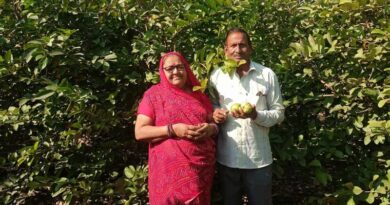 परंपरागत खेती छोड़ बागवानी अपनाई, अमरूद से जीवन में खुशहाली आई