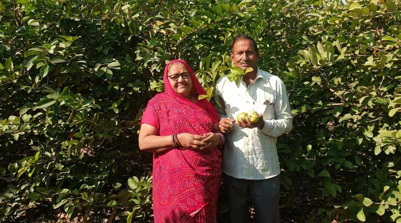 परंपरागत खेती छोड़ बागवानी अपनाई, अमरूद से जीवन में खुशहाली आई